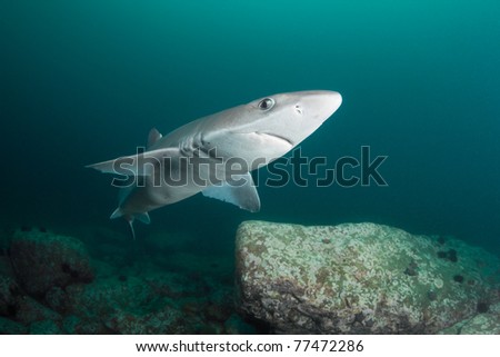 Spiny dogfish shark Deep - 15 meters Japan sea Russia Royalty-Free Stock Photo #77472286