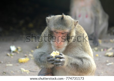 Monkey lives in a natural forest of Thailand.The monkeys are eating foods that people have taken.