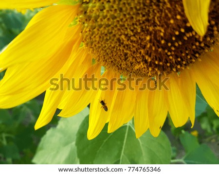 sunflower and background flower