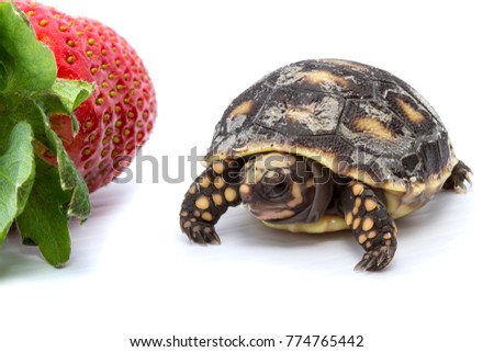A portrait image of a baby Red Footed Tortoise, standing alongside a strawberry, food that shows the creatures small size.