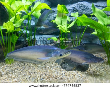 Whisker sheatfish, river fish in aquarium tank