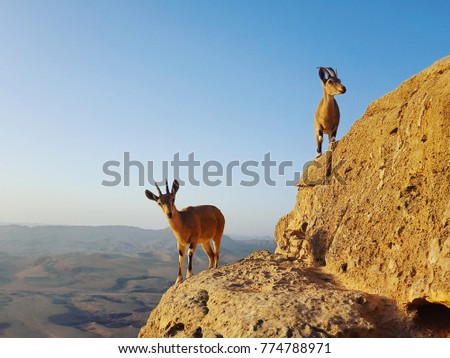 Close-up view of a couple of Iberian ibex, Israeli wild goats, at the top of big stone in the Israeli desert.  Royalty-Free Stock Photo #774788971