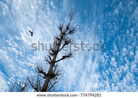 A Bird Flying over Aru Valley Near pahalgam