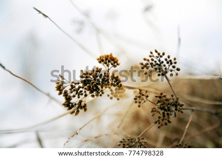 Macro shot of dry grass in winter. Shallow focus. Background picture of a dry grass in snow winter nature field landscape.