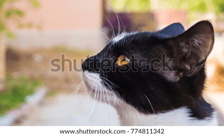 Portrait of a kitten - close up