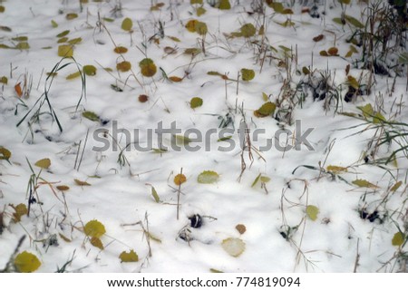 Yellow, orange, green leaves of trees on white beautiful snow. The first snow in the fall. Winter holiday background