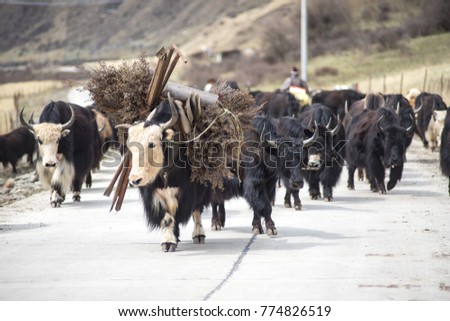 A group of working yaks Royalty-Free Stock Photo #774826519