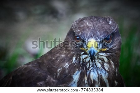 Portrait with an falcon staring and resting in the grass.