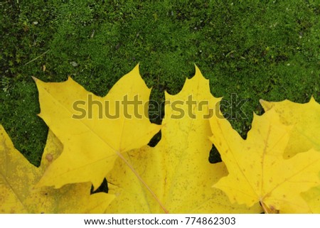 yellow leaves on green grass