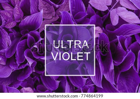 Trendy color concept. Set with ultra violet color. Royalty-Free Stock Photo #774864199