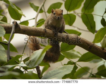  Squirrel on Tree