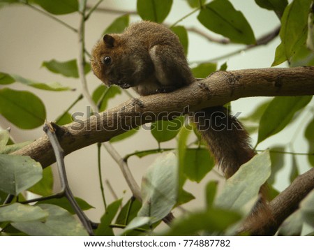  Squirrel on Tree
