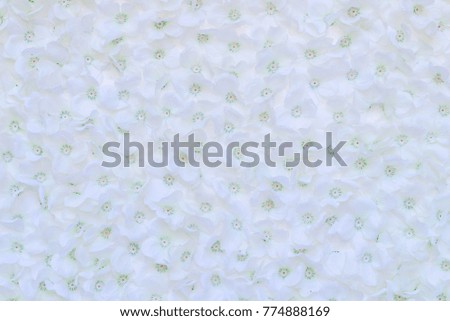 white flowers decorative background