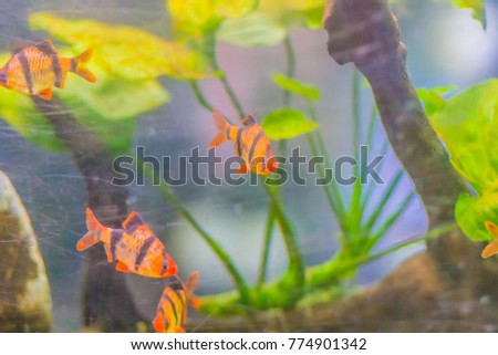 Cute tiger barb or Sumatra barb (Puntigrus tetrazona) fish in aquarium. Tiger barbs are also found in many other parts of Asia.