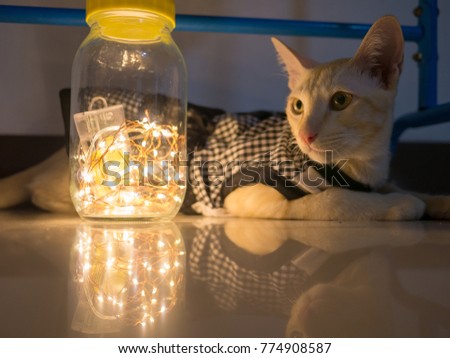 Siamese cat in black and white dress and led light in bottle