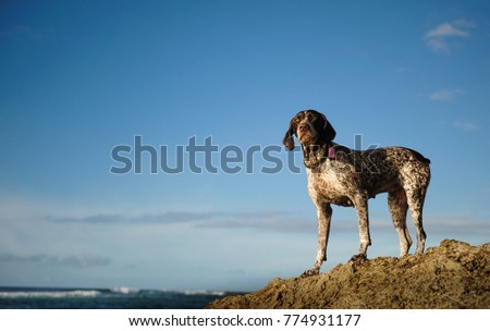 German Shorthair Pointer dog outdoor portrait standing on rocks by ocean