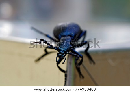 black beetle head-on