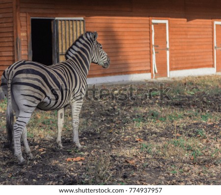 zebra black and white horse in full growth on the background of an orange shed with white doors