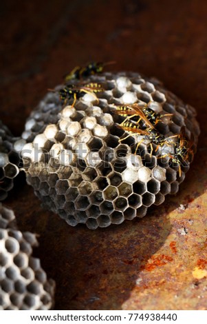 hidden wasp nest