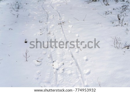 Sleigh traces on snow
