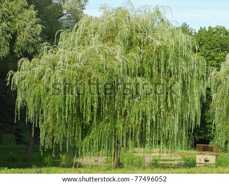 Weeping willow tree in the public park Royalty-Free Stock Photo #77496052
