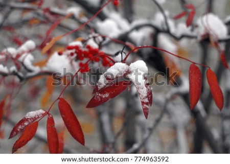 Trees with yellow, orange, green leaves covered with white snow. The first snow in the fall. Winter holiday background