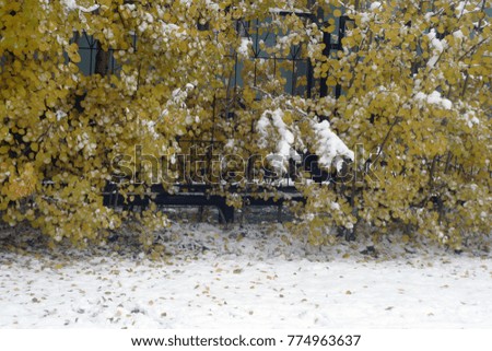 Trees with yellow, orange, green leaves covered with white snow. The first snow in the fall. Winter holiday background