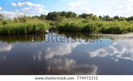 The blossoming pond and grass all over around it on the background of the blue sky, Russia