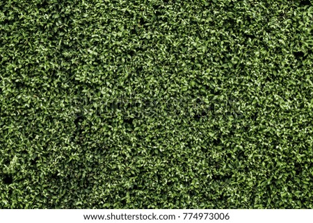 Dark green or dark tone of leaves wall or fence in spring season for design or architect, Beautiful leaves green hedge for exterior decoration