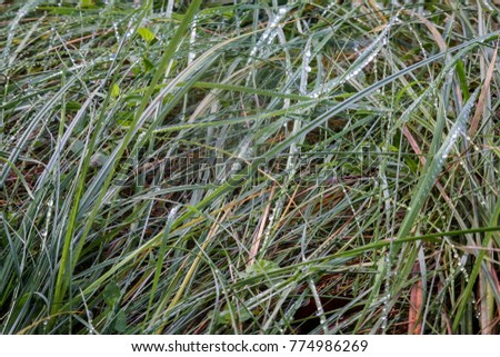 Forest grass with dew drops .