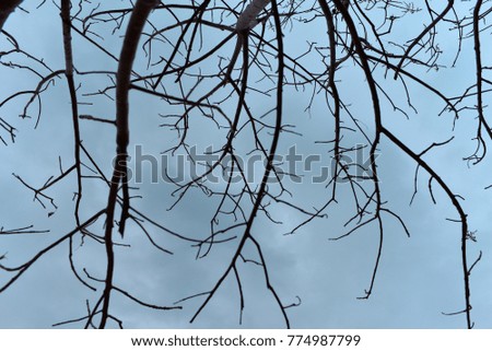 Tree branch on the sky