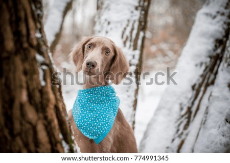 Portrait of a longhaired weimaraner with a tree