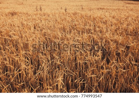 Golden ears of wheat on the field with ears.