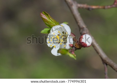 Beautiful photo of spring flowers. Fresh spring flowers of apricot tree on the branches against. Shallow depth of field. Soft focus.