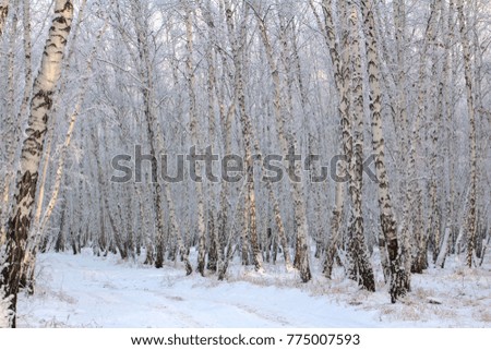 Birch forest with covered snow branches