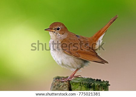 Nightingale (Luscinia megarhynchos). Aka Common Nightingale perched on a fence post. Sussex, England. Royalty-Free Stock Photo #775021381