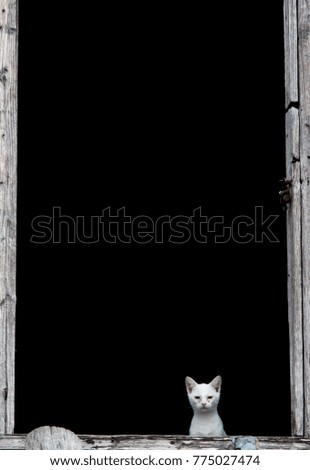 white cat black backround