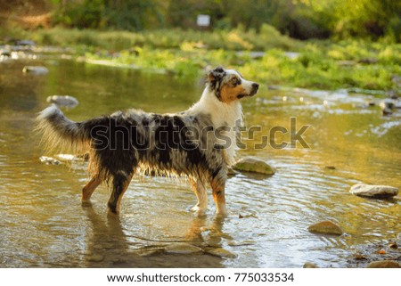 australian shepherd dog puppy water work