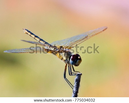 Darner Dragonfly (Family Aeschnidae) in the Okavango Delta in Botswana