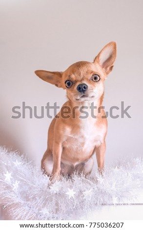 Smooth-haired Chihuahua dog sitting wrapped in a white tinsel. Chihuahua Girl looks nice on a white background. New year concept.
