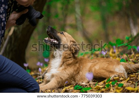 Happy dog laying on ground in forest and photographed by its owner during autumn. Colorful flowers and fallen leaves all around.