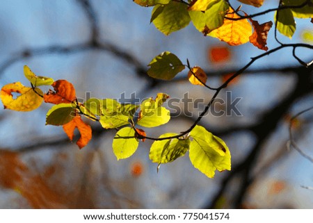 Colorful leaves in autumn, october