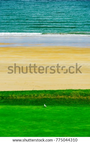 White gull on green grass near the sea, tricolor abstract picture, Brittany, France