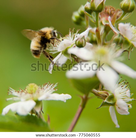 Bumblebee Pollinates Blackberry Flower, Square photo