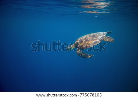Green turtle in open water of blue ocean. Tortoise underwater photo. Marine tortoise undersea. Green turtle in natural environment. Sea turtle swims underwater. Marine animal of tropical seashore