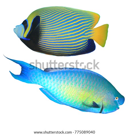 Reef fish isolated: Emperor Angelfish and Rusty Parrotfish on white background