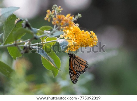 Monarch Butterfly California
