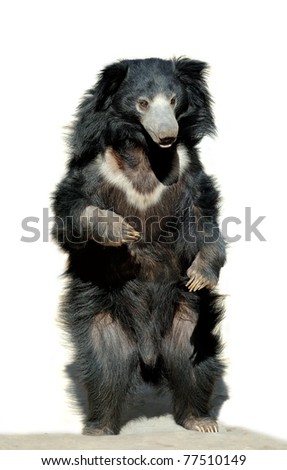 Sloth bear isolated on a white background