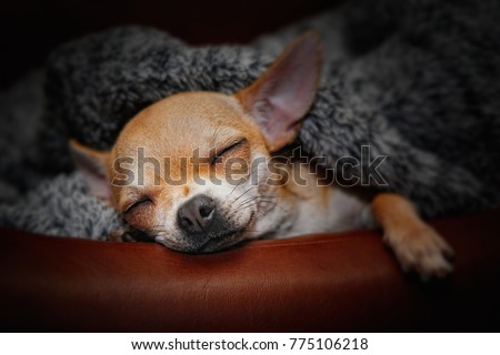 Sweet Sleeping Chihuahua baby