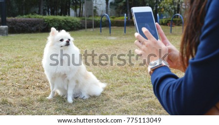Taking photo on Pomeranian dog in city park 